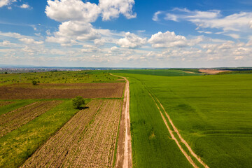 Aerial landscape view of green cultivated agricultural fields with growing crops on bright summer day.