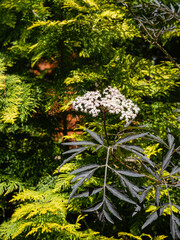 Flowering Black sambucus (Sambucus nigra). White inflorescences with lilac leaves on blurred yellow-green background of Thuja occidentalis Aurea. Selective focus. Nature concept for design.
