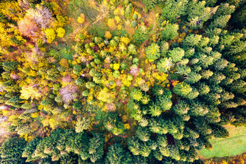 Naklejka premium Aerial view of dense green pine forest with canopies of spruce trees and colorful lush foliage in autumn mountains.