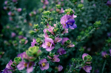 flowers in the garden