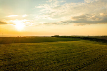 Obraz premium Aerial view of bright green agricultural farm field with growing rapeseed plants at sunset.