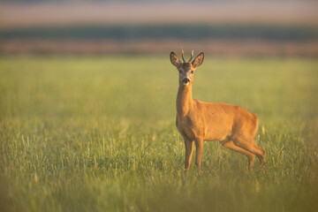 Roebuck - buck (Capreolus capreolus) Roe deer - goat