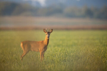 Roebuck - buck (Capreolus capreolus) Roe deer - goat