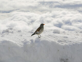 a small gray bird with a red beak is basking in the sun on the snow-covered Nordkette mountain in Innsbruck, Austria