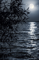 Full moon, lunar path over sea or river with silhouette of tree. Night moonlight background.