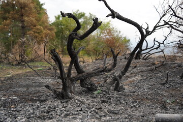 Fototapeta na wymiar Burnt trees in a forest area after a strong fire.