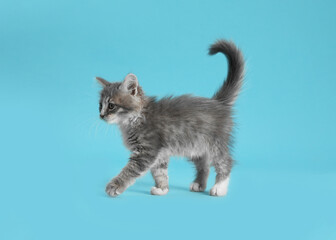 Fototapeta na wymiar Cute fluffy kitten on light blue background