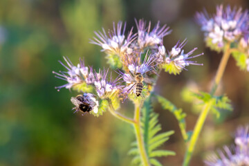 bumblebee pollinates flower. Colorful wildflowers in backlit evening sunlight. The nature of floral botany