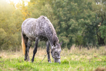 Naklejka na ściany i meble Beautiful gray horse grazing in green grassland summer field.