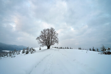 Moody landscape with footpath tracks and dark trees covered with fresh fallen snow in winter mountain forest on cold gloomy day.