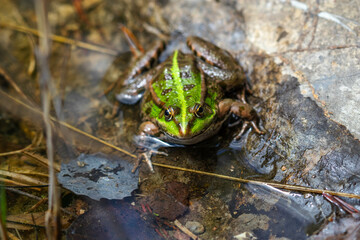 Green frog in nature. Closeup of a frog.