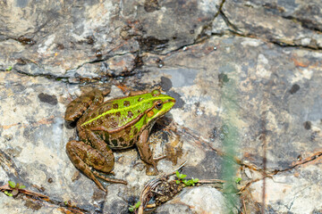 Green frog in nature. Closeup of a frog.