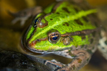 Green frog in nature. Closeup of a frog.