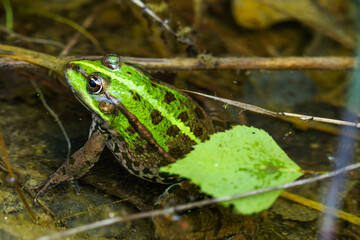 Green frog in nature. Closeup of a frog.