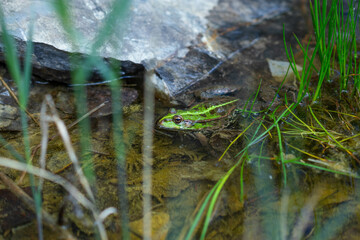 Obraz premium Green frog in nature. Closeup of a frog.