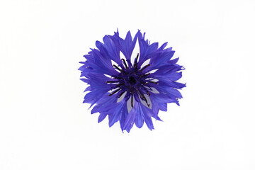 One blue flower isolated on white background. Close-up. 