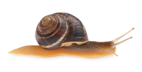 Common garden snail crawling on white background