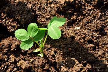 New peanut plant growing in a garden