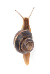Common garden snail crawling on white background, top view