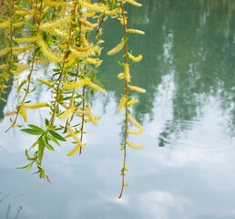 Willow by the water with a reflection. Flowering willow in early spring. Yellow stamens and you on the branches. © Anna