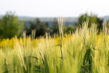 Close up of green wheat heads growing in agricultural field in spring.