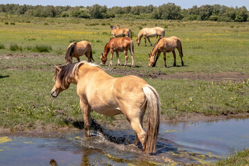 Le Marquenterre. Chevaux Henson dans le marais au bord de l'eau. Somme. Picardie. Hauts-de-France