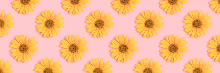 Banner with repetitive pattern made of arnica flowers on a pink background. Springtime creative composition.