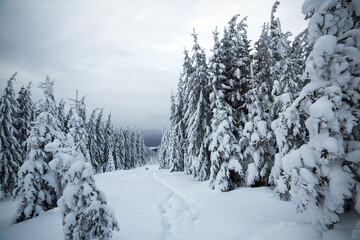 Moody winter landscape of spruce forest cowered with deep white snow in cold frozen mountains.