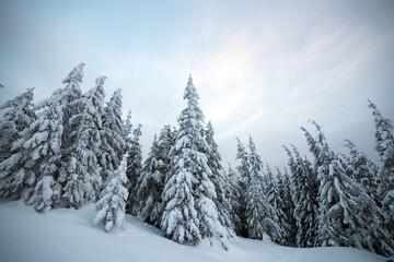 Moody winter landscape with tall spruce forest cowered with white snow in frozen mountains.