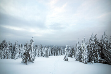 Dramatic winter landscape with spruce forest cowered with white snow in cold frozen mountains.