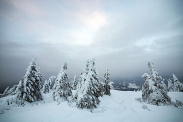 Obraz premium Dramatic winter landscape with spruce forest cowered with white snow in cold frozen mountains.