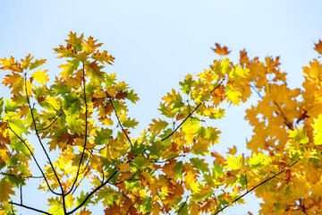 Perspective up view of autumn forest with bright orange and yellow leaves. Dense woods with thick canopies in sunny fall weather.