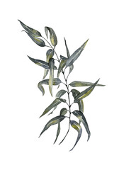 one beautiful branch of willow with leaves on a white background. watercolor isolated object. hand drawing.