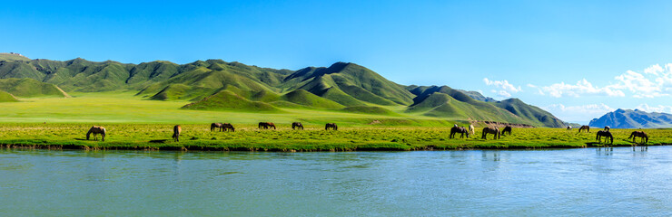 Horses graze on the pasture by the river.the mountain and meadows with horses in the summer pasture,beautiful grassland scenery.