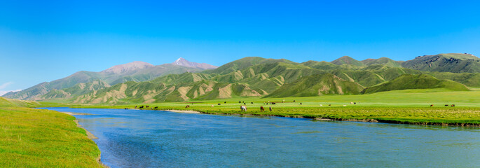 Cows graze on the pasture by the river.the mountain and meadows with cows in the summer pasture,beautiful grassland scenery. © ABCDstock