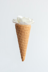 Ice cream waffle cone with fresh white rose flower, isolated. Diet and thinking outside the box design concept
