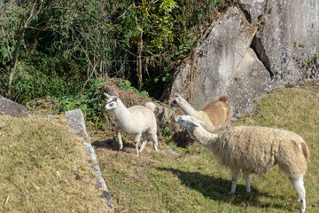 Fototapeta premium A Llama living in Machu Picchu