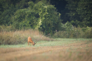 Roebuck - buck (Capreolus capreolus) Roe deer - goat