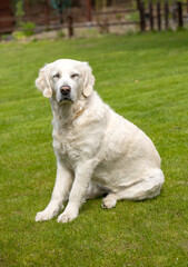 beautiful golden retriever on green grass in garden
