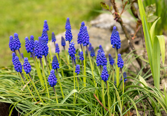 Grape Hyacinth Muscari Armeniacum Flowering In Early Spring.