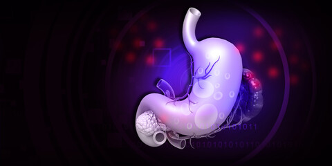Human stomach anatomy on blue background. 3d illustration.