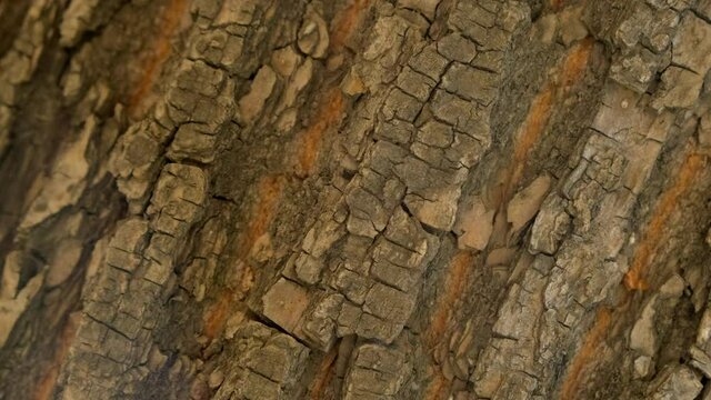Wooden texture. camera rotate. Rocky surface top view. Place for text. Rough texture movement. Empty space for title. Surface wood rotation. Copyspace blank design. Pattern tree like stone move slowly