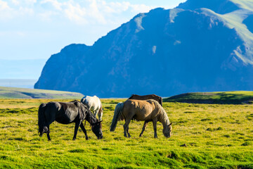 Fototapeta na wymiar Horses on a summer pasture.Beautiful grassland scenery.