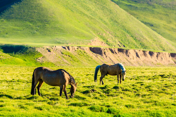 Fototapeta premium Horses on a summer pasture.
