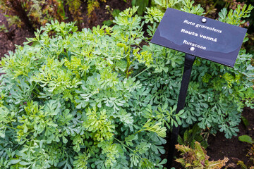 Common rue or herb of grace (Ruta graveolens) herbal plant in the garden. Medicinal herb.