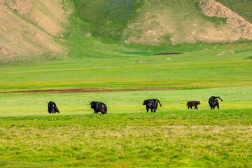 Fototapeta na wymiar Yaks on the green pasture.
