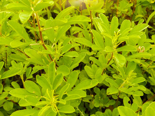 green leaves background