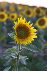 sunflowers in the field