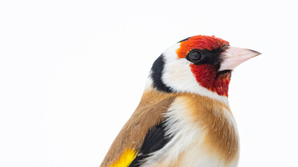 European goldfinch (Carduelis carduelis) sitting on branch in snow with copy space