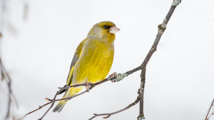 European greenfinch (Chloris chloris) in snow with negative space by a bird feeder